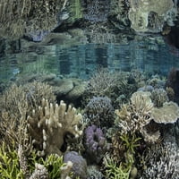 Красивият коралов риф се отразява на повърхността, Раджа Ампат, Индонезия. Печат на плакати от Итън Даниелс