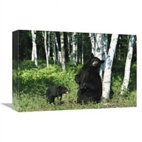 Глобална галерия в. Черна мечка свине на драскане на бреза с наблюдение на кубчета, печат на изкуството в Северна Америка - Konrad Wothe