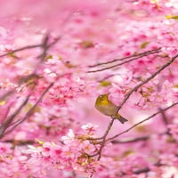 вишневи цветове и печат на плакати за птици - Лианг Чен
