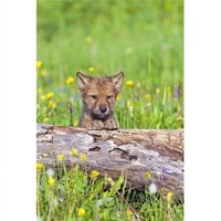 Млад Wolf Cub, надничащ от печат на плакати от Джон Питчър, 17
