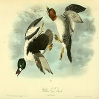 Плакат за патици от птици на Америка от J.J. Audubon